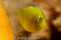 A tiny yellow cutie I'd never seen before.
Picture taken... by Anouk Houben 